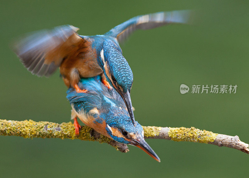 普通翠鸟(Alcedo atthis)两只鸟交配